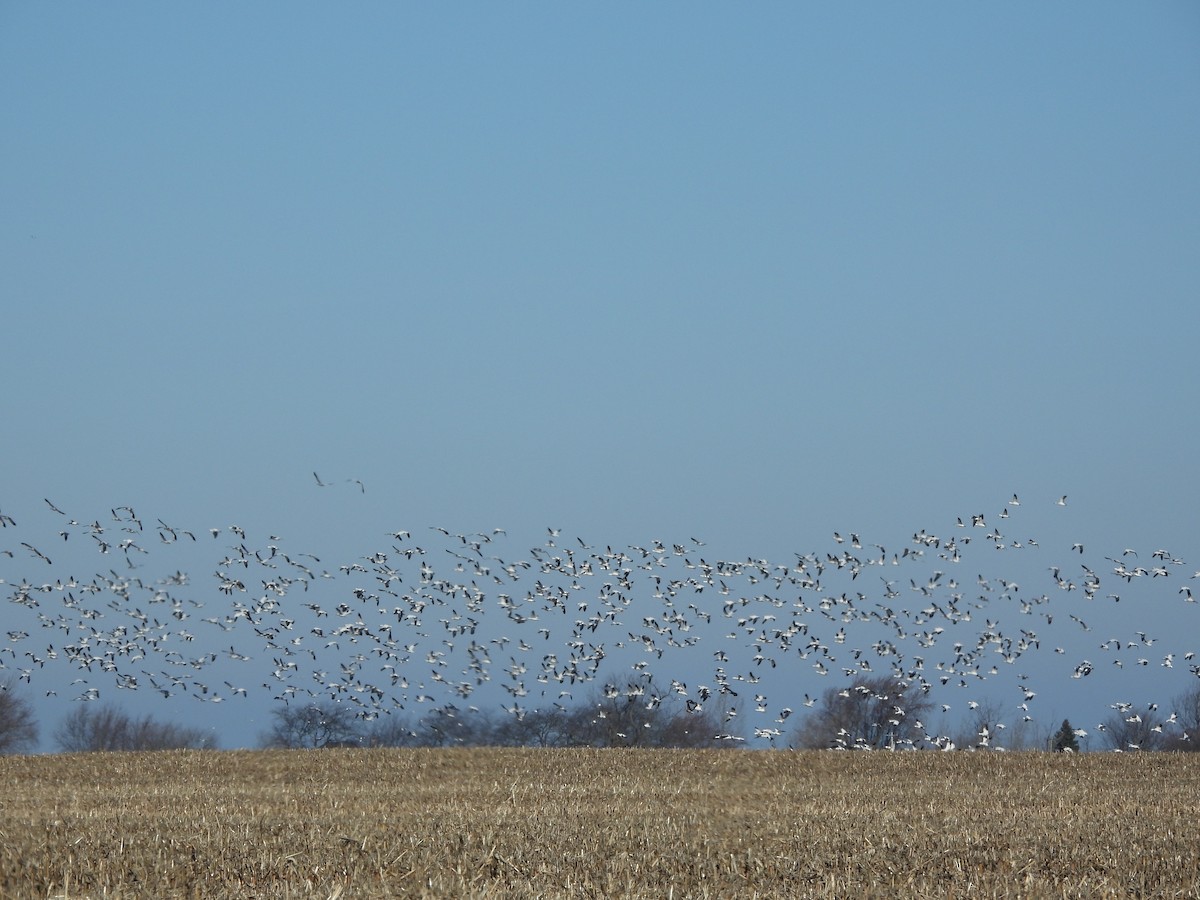 Snow Goose - Ann Branch