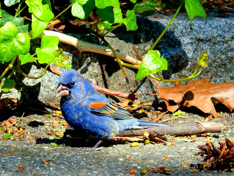 Blue Grosbeak - ML615514316