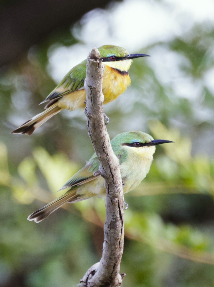 Little Bee-eater - ML615514317