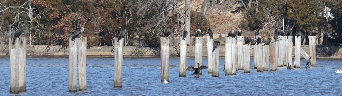 Double-crested Cormorant - ML615514324
