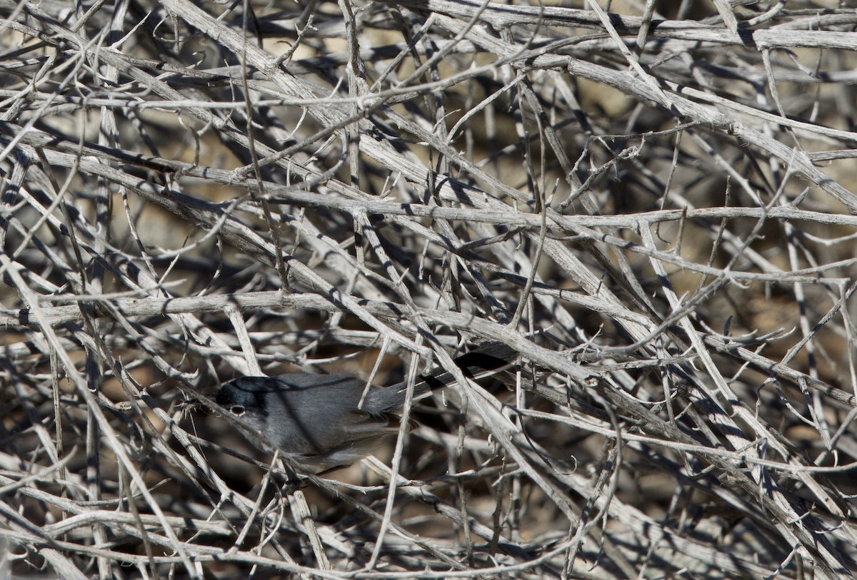 Black-tailed Gnatcatcher - ML615514326