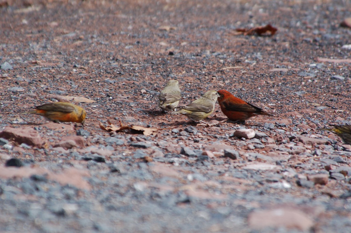 Red Crossbill - Herbert Larner