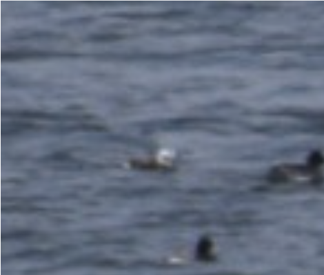 Long-tailed Duck - ML615514380