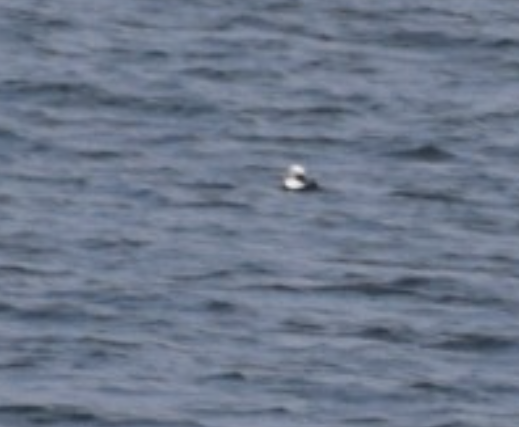 Long-tailed Duck - ML615514381