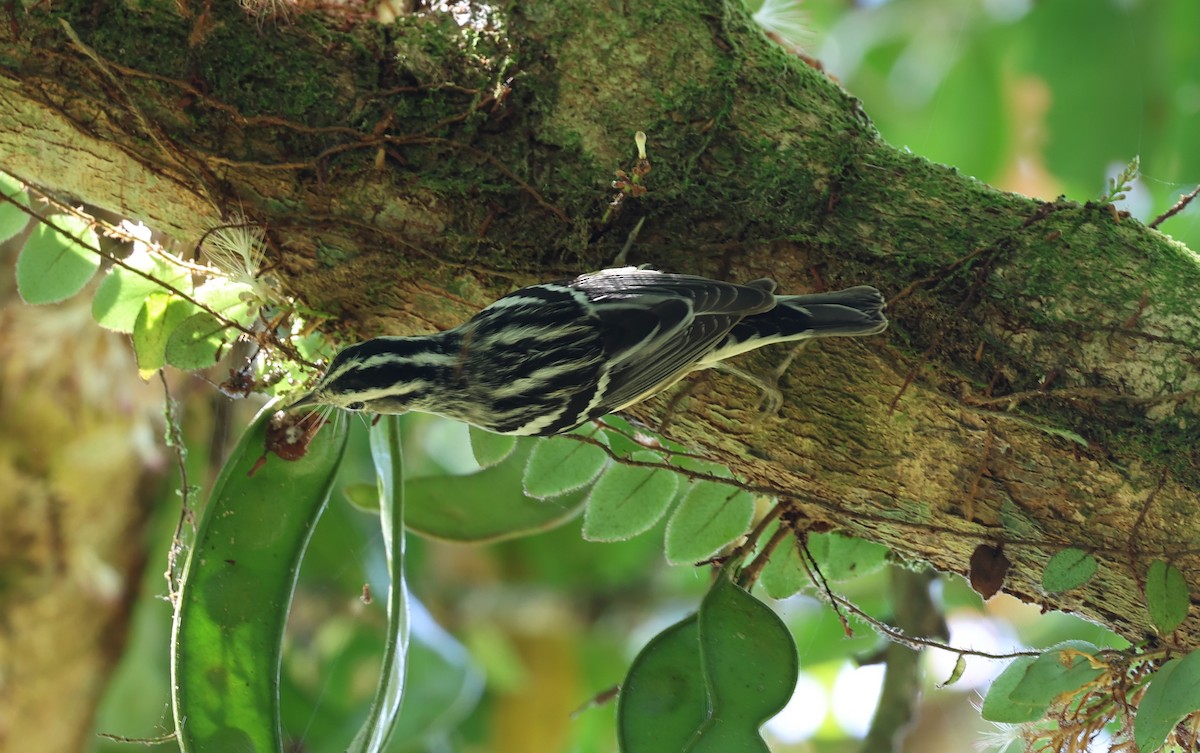 Black-and-white Warbler - Donald Wellmann