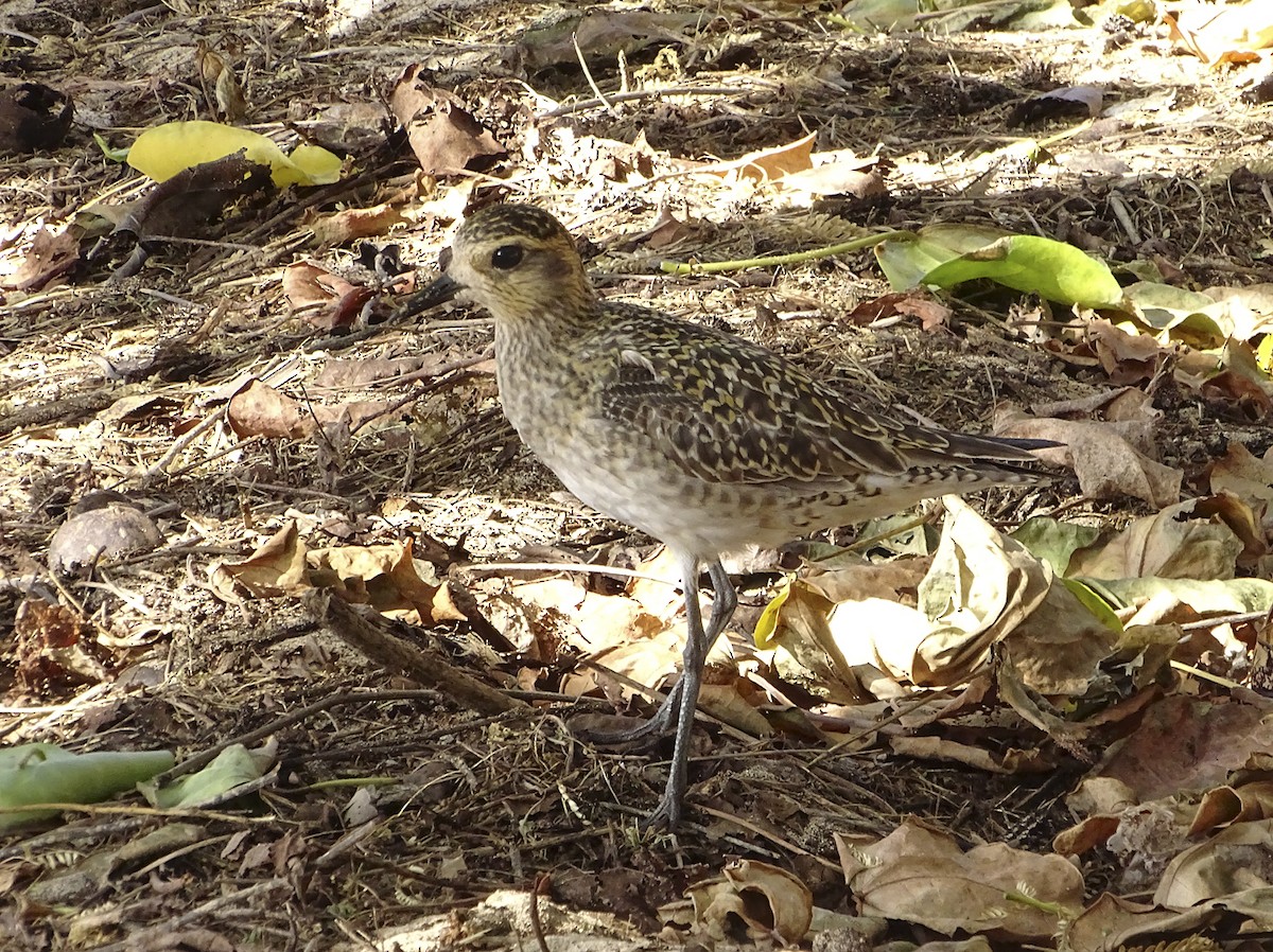 Pacific Golden-Plover - Nancy Overholtz