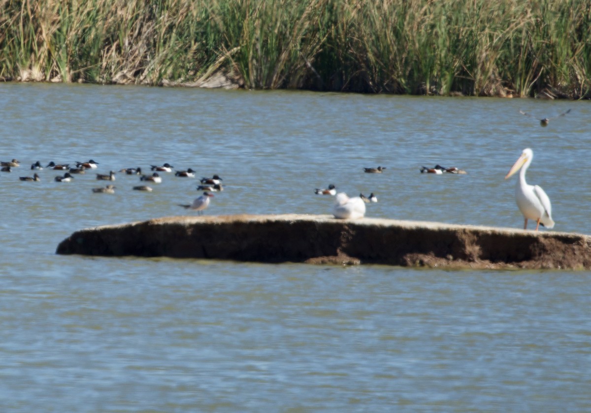 Caspian Tern - ML615514427