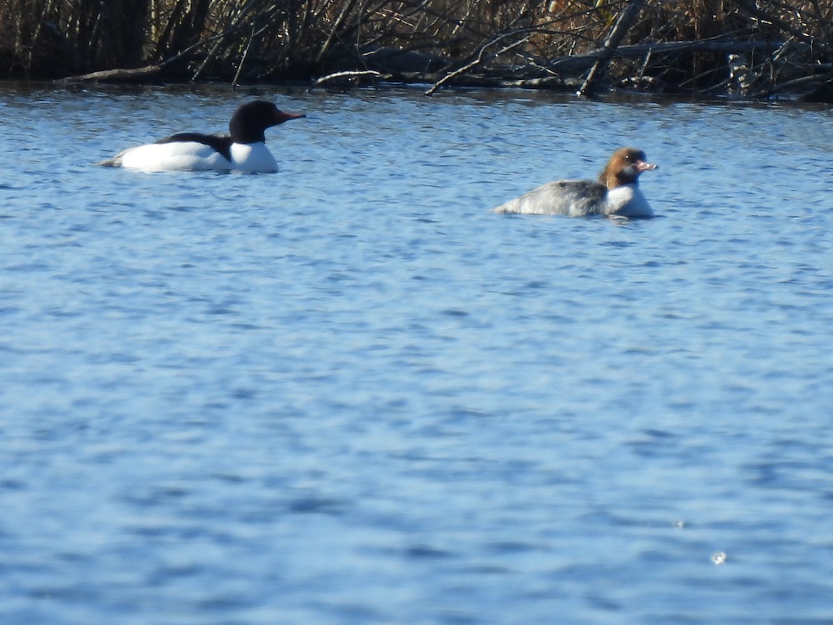 Common Merganser - ML615514449