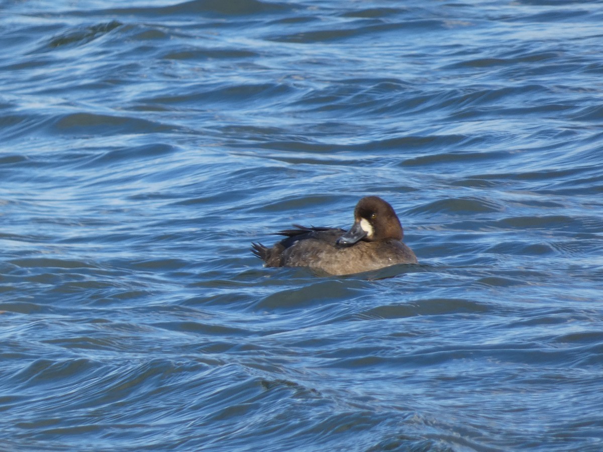 Greater Scaup - William Buswell