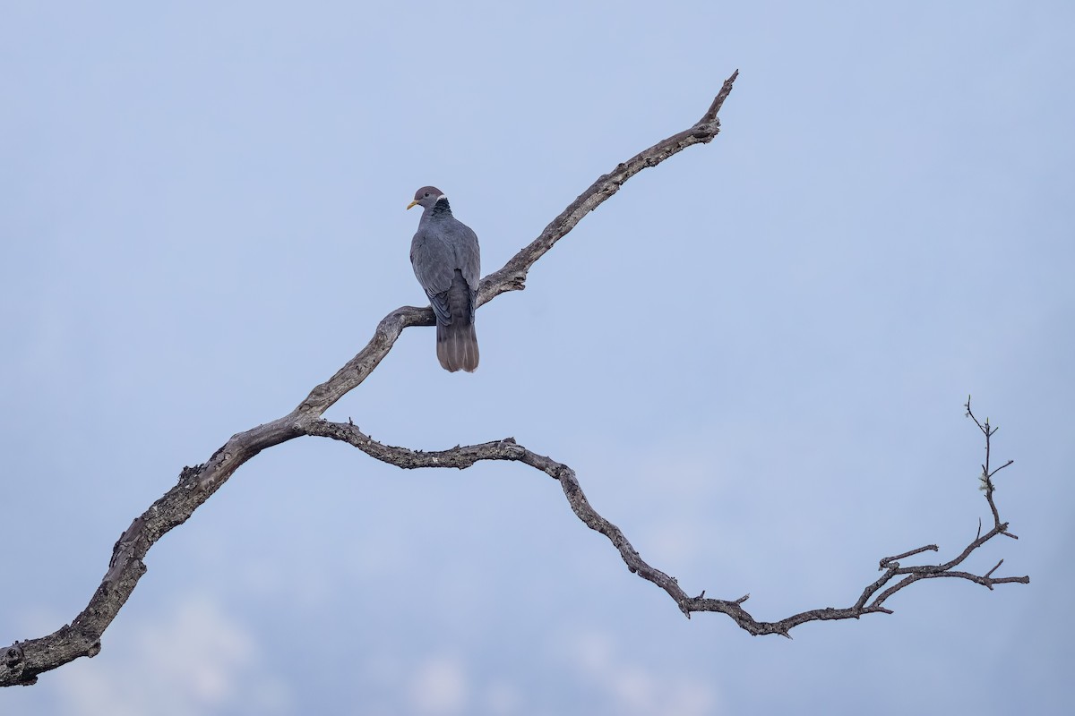 Band-tailed Pigeon - ML615514516