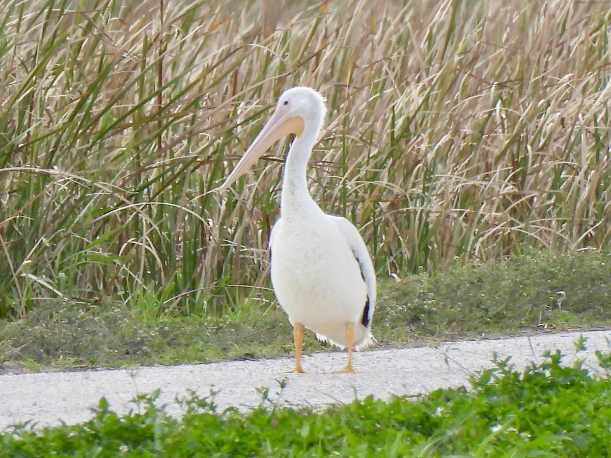 pelikán severoamerický - ML615514543