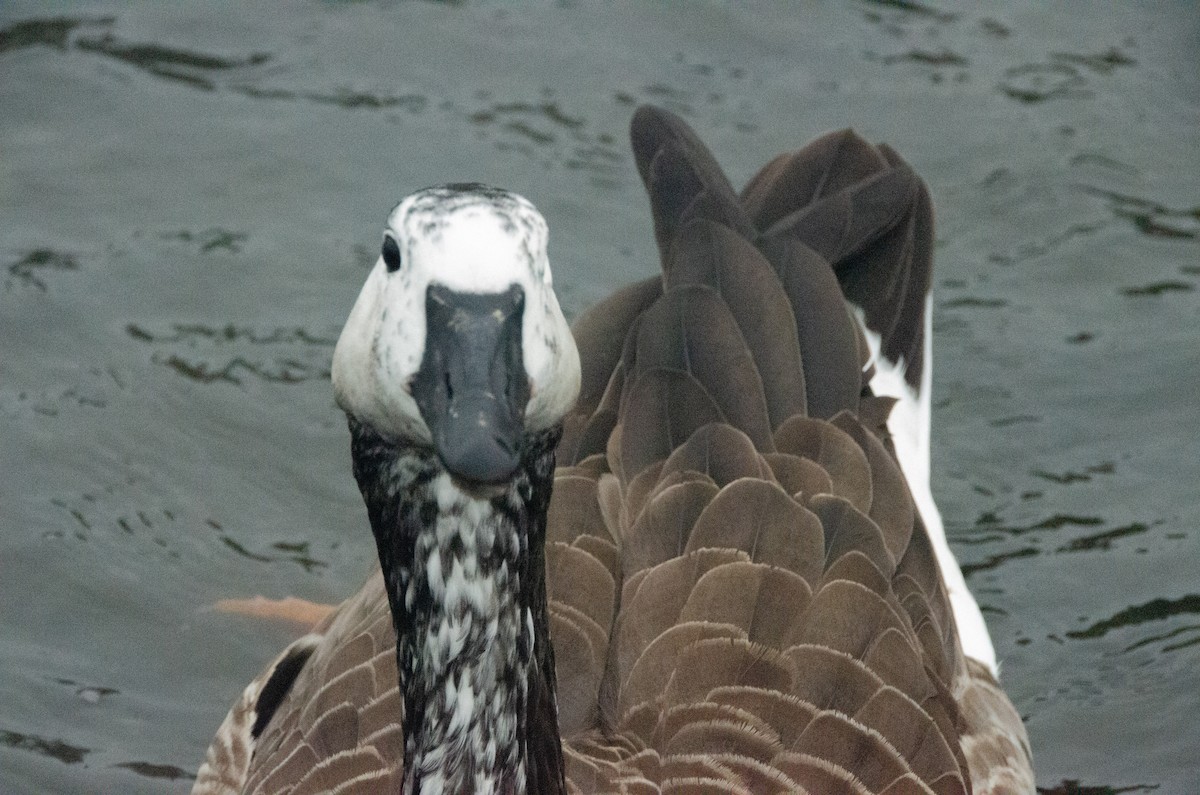 Swan Goose x Canada Goose (hybrid) - ML615514616