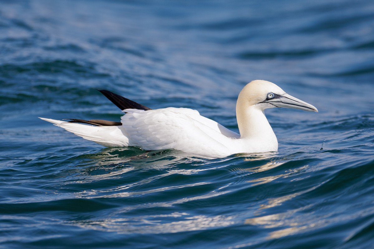 Northern Gannet - ML615514617