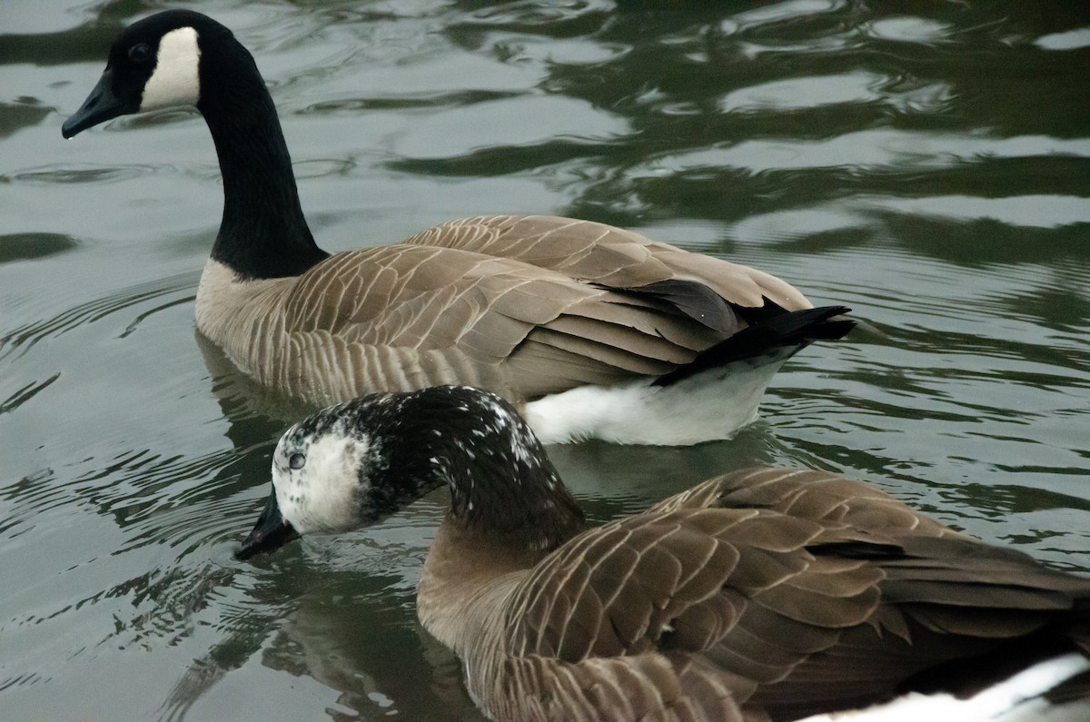 Swan Goose x Canada Goose (hybrid) - ML615514623