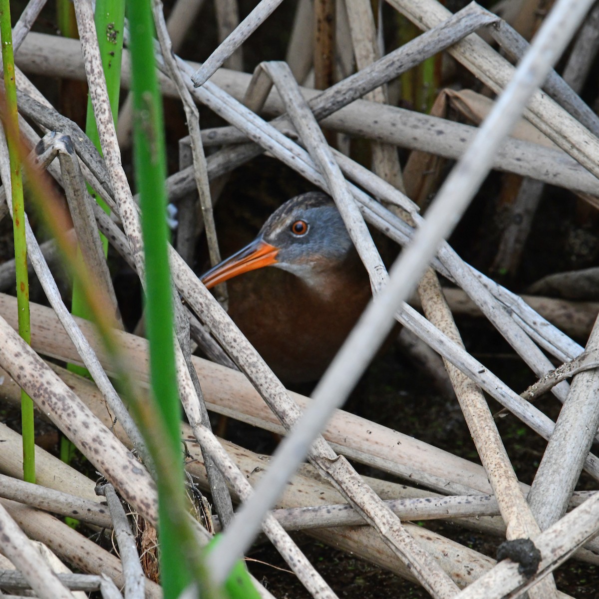 Virginia Rail - ML615514630