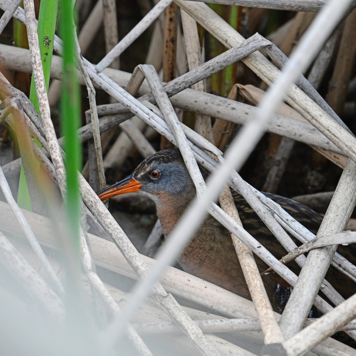 Virginia Rail - ML615514631