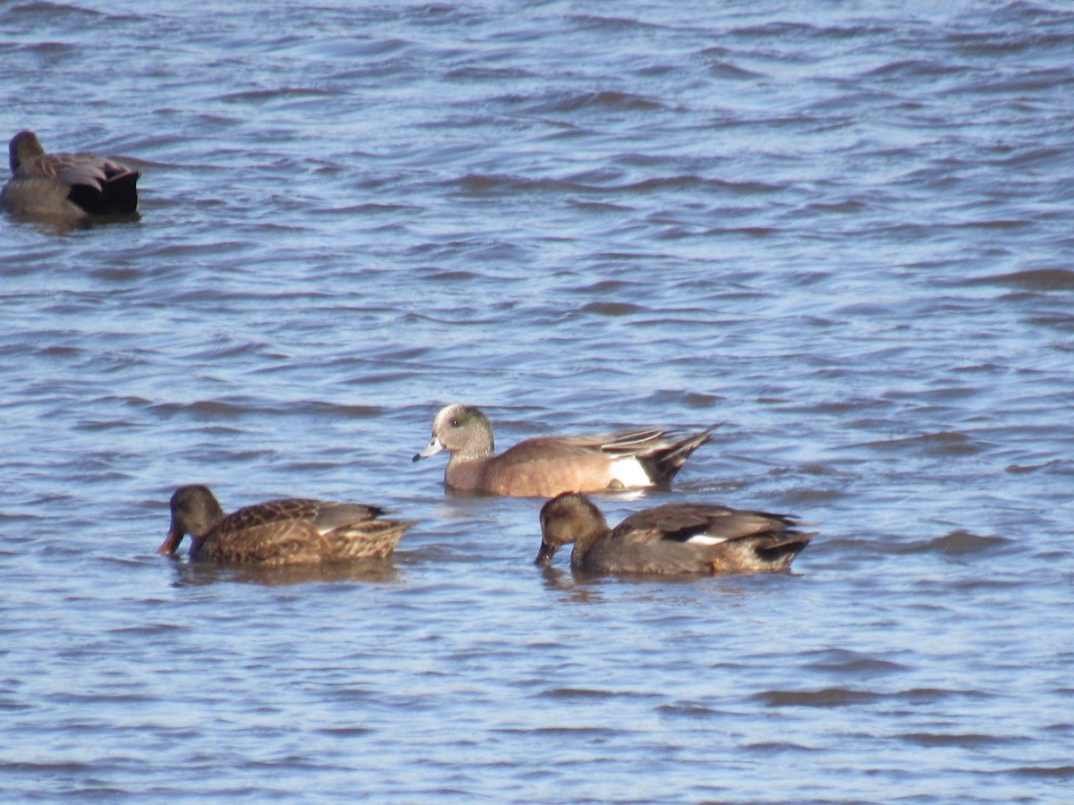 American Wigeon - ML615514636