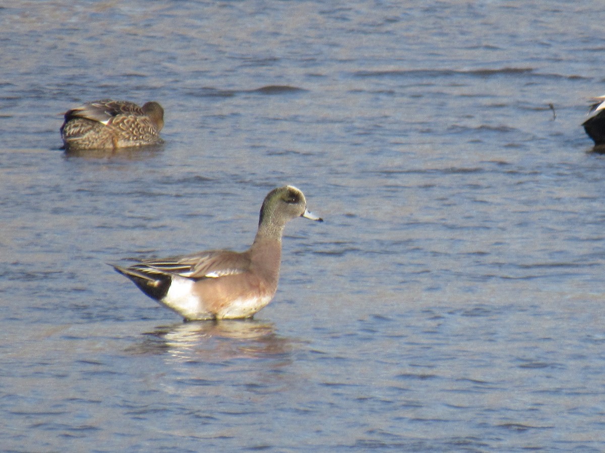 American Wigeon - ML615514637