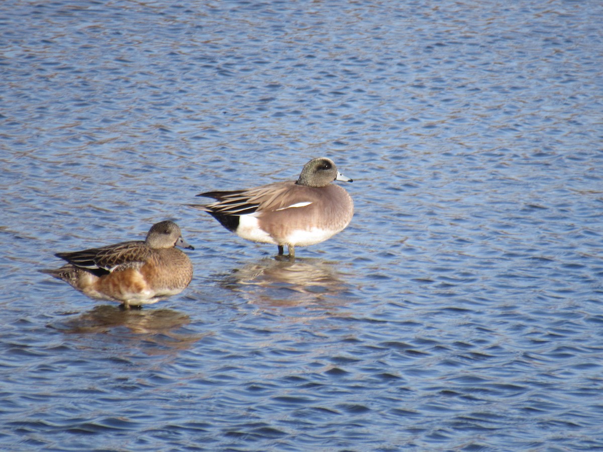 American Wigeon - ML615514638