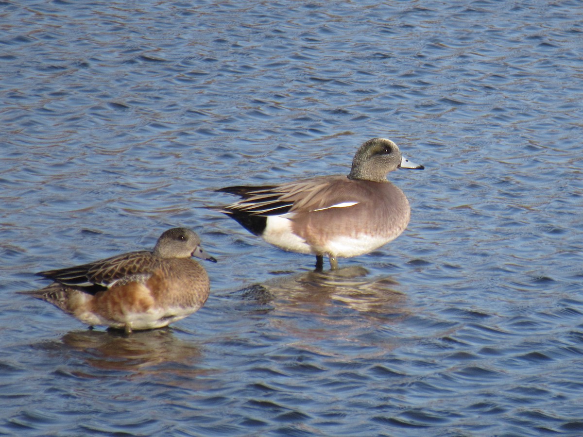 American Wigeon - ML615514639
