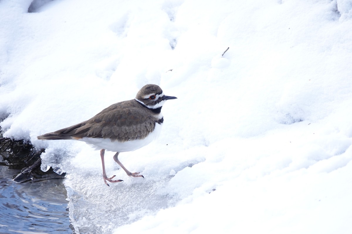 Killdeer - ML615514665