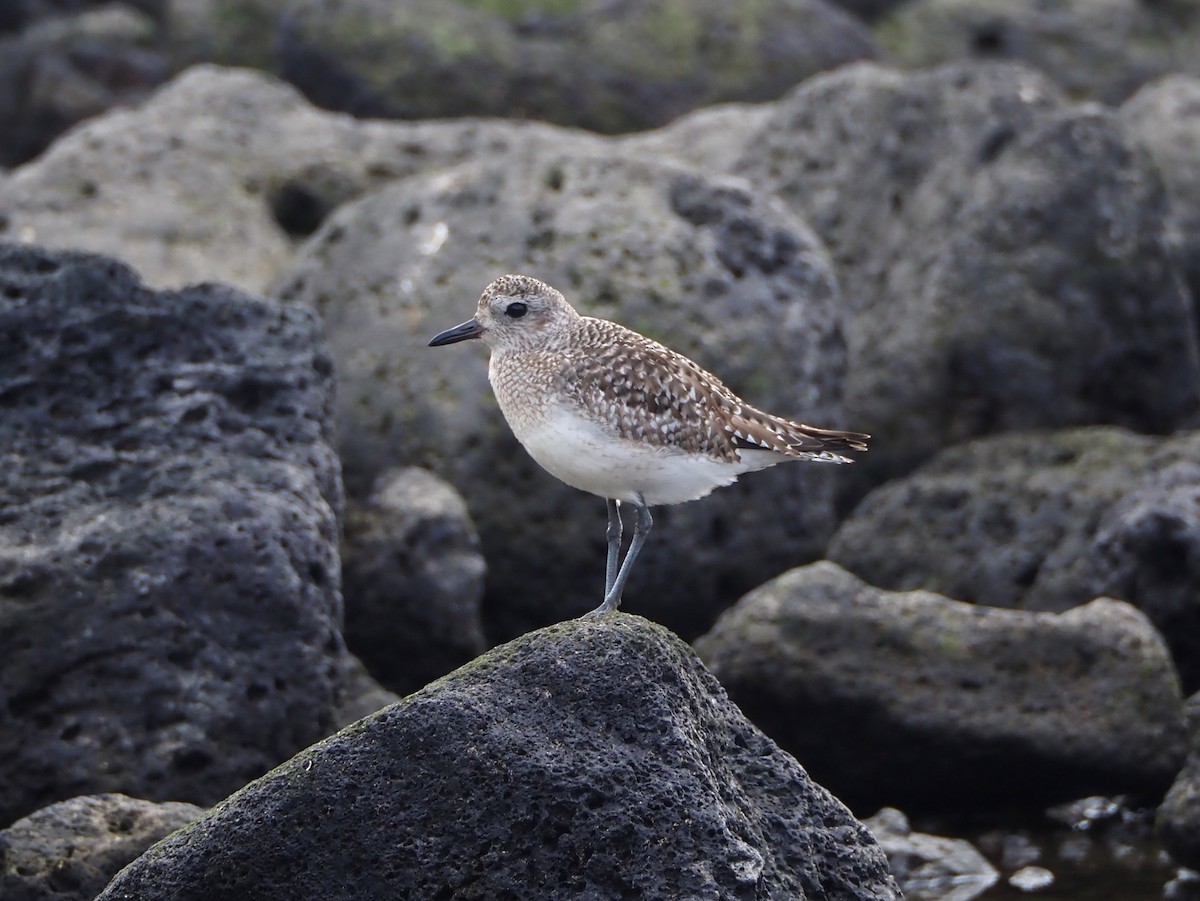 Black-bellied Plover - ML615514679