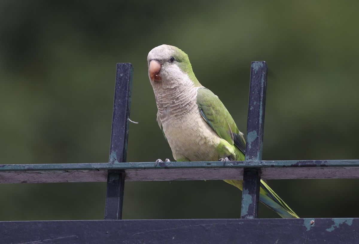 Monk Parakeet - ML615514718