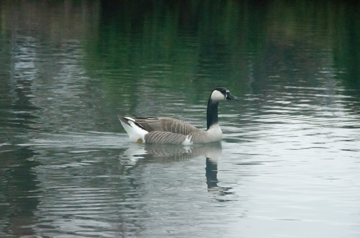 Swan Goose x Canada Goose (hybrid) - ML615514720