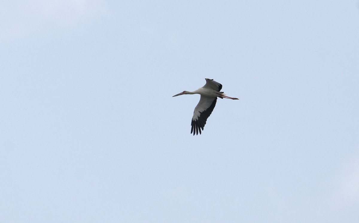 Maguari Stork - ML615514724