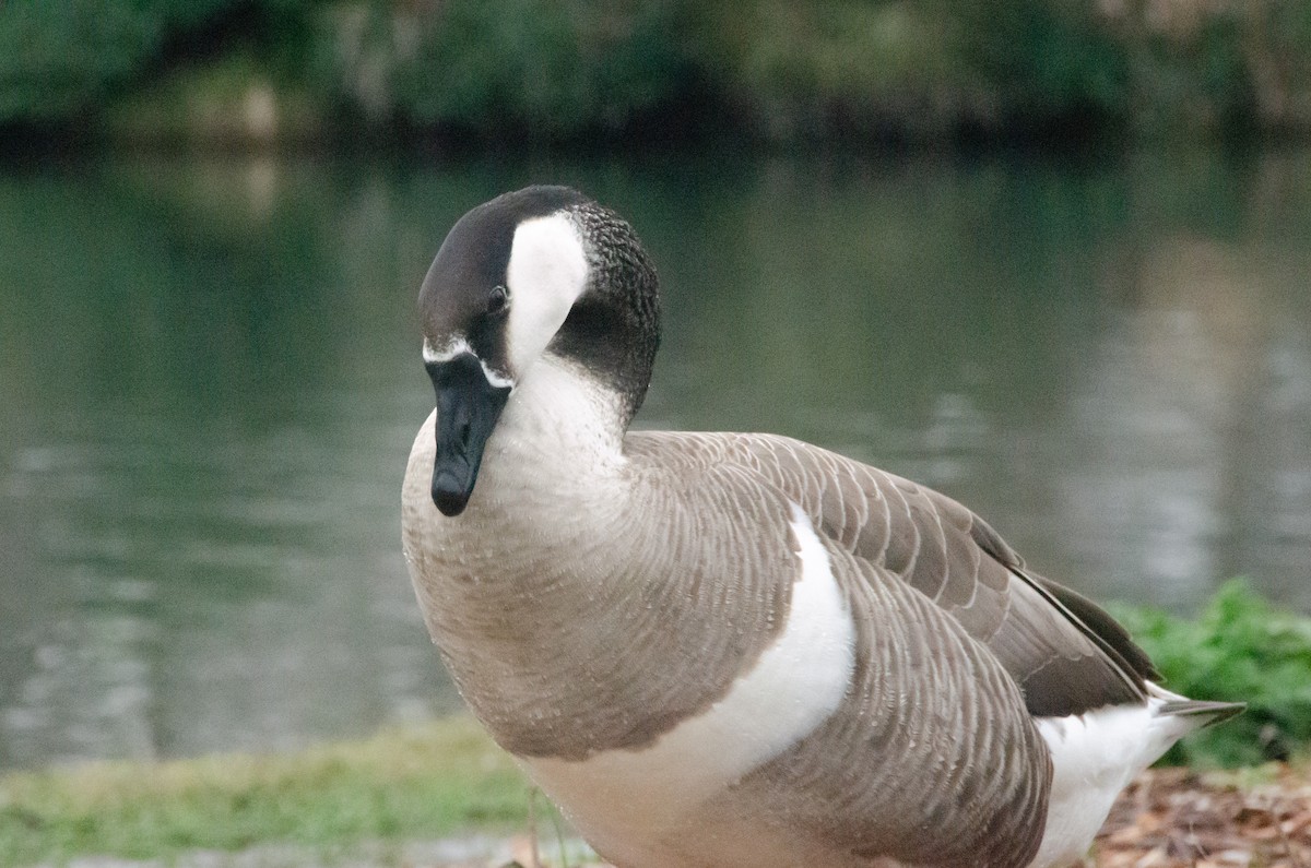 Swan Goose x Canada Goose (hybrid) - ML615514735