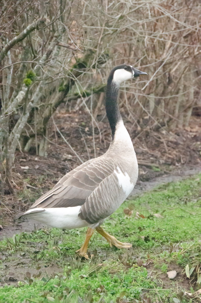 Swan Goose x Canada Goose (hybrid) - ML615514738