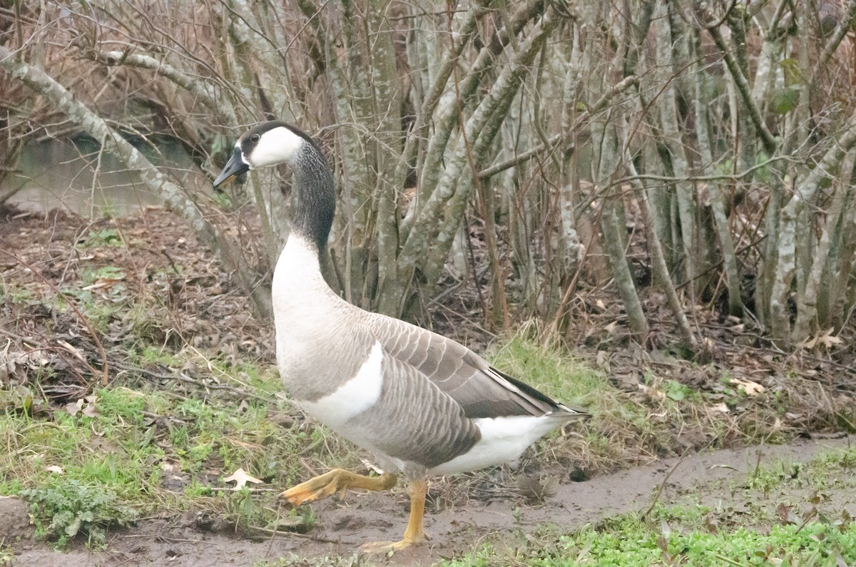 Swan Goose x Canada Goose (hybrid) - ML615514739
