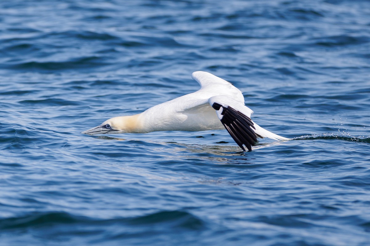 Northern Gannet - ML615514760