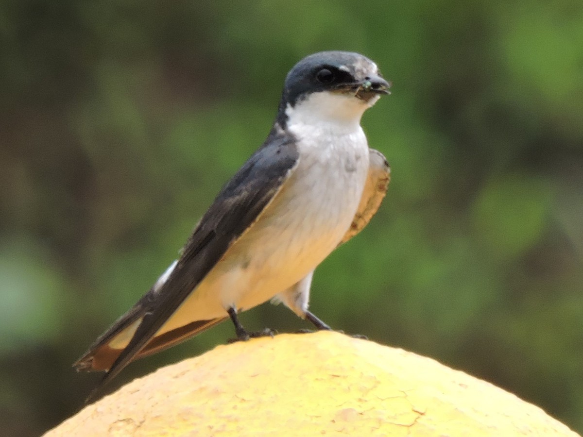 Mangrove Swallow - Gary Hantsbarger