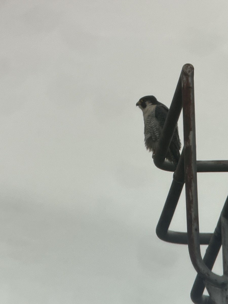 Peregrine Falcon - Sylvie Duchemin