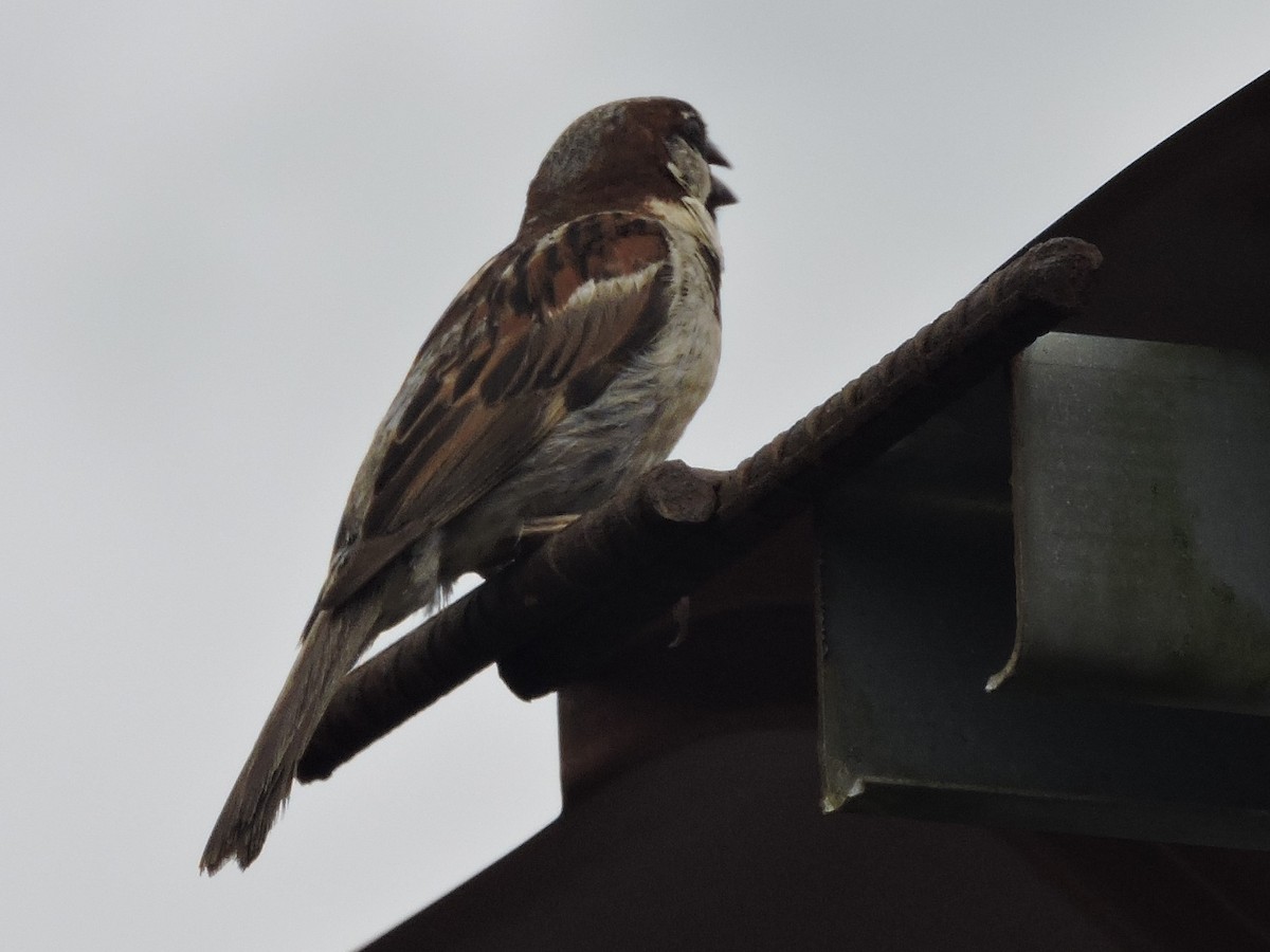 House Sparrow - ML615514873