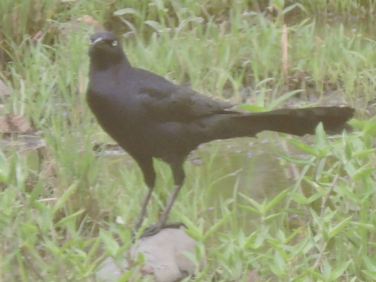 Great-tailed Grackle - ML615514904