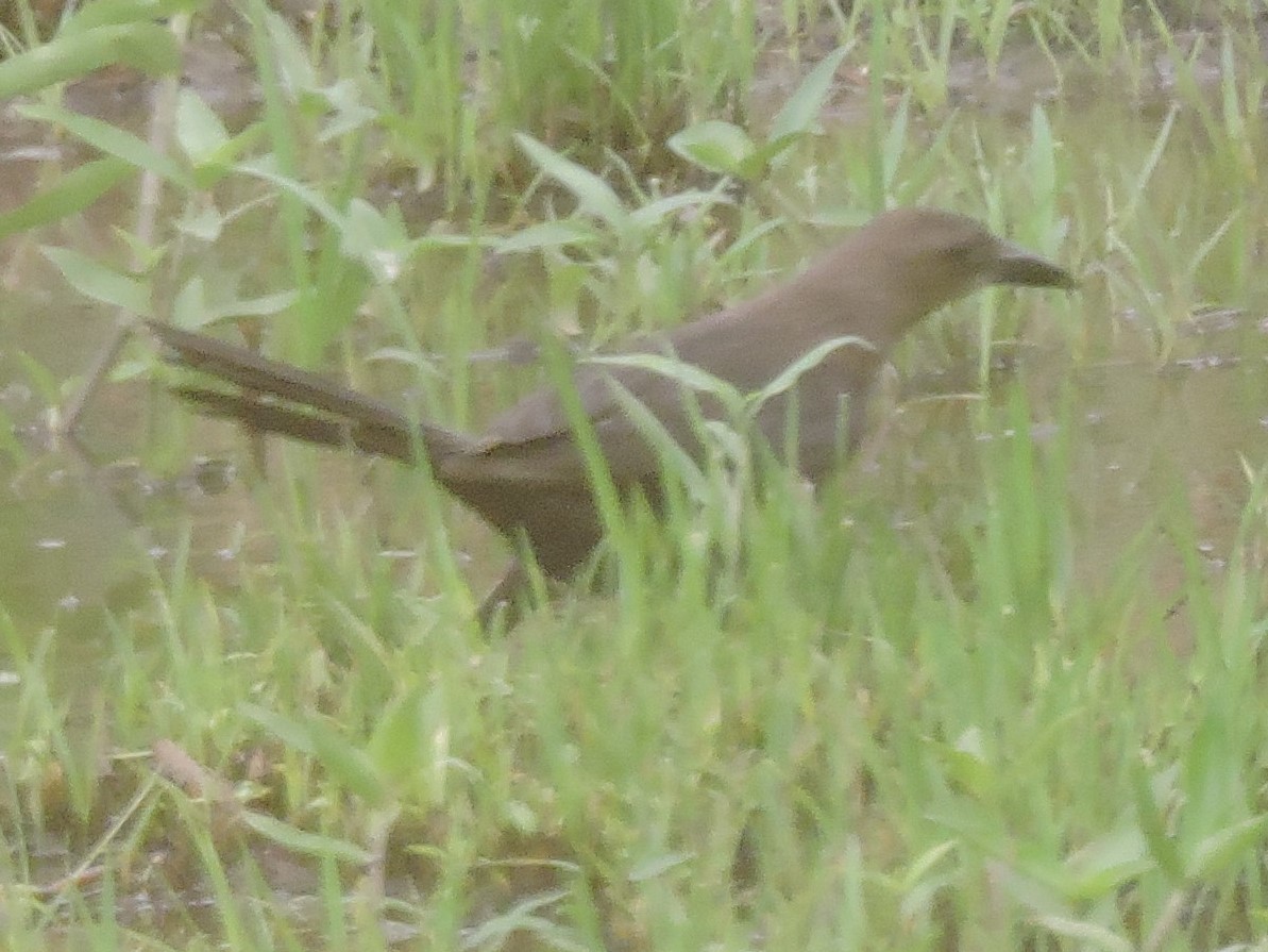 Great-tailed Grackle - ML615514905