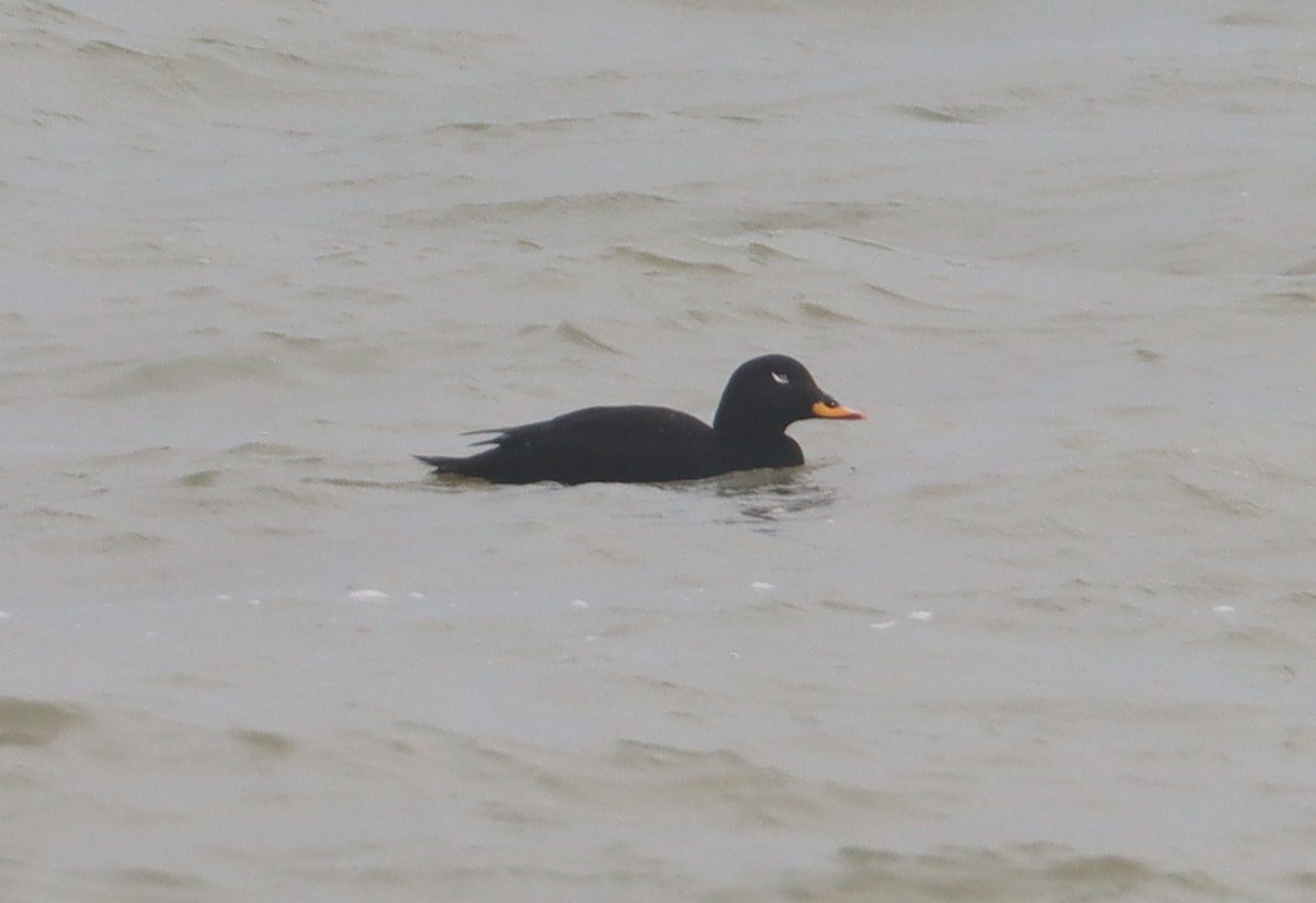 Velvet Scoter - ML615514908