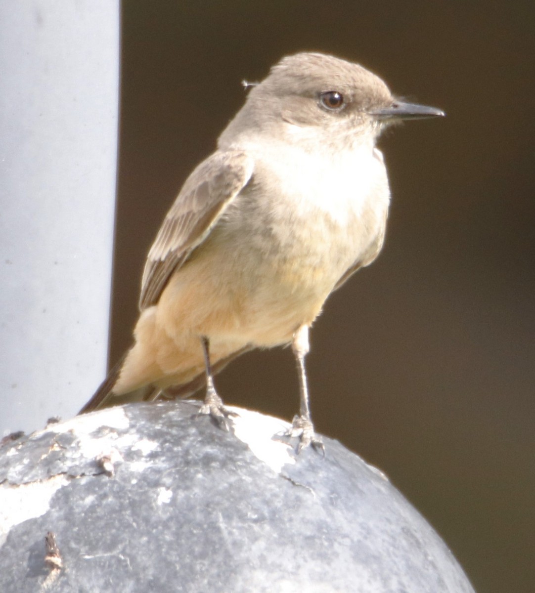 Say's Phoebe - Barry Spolter