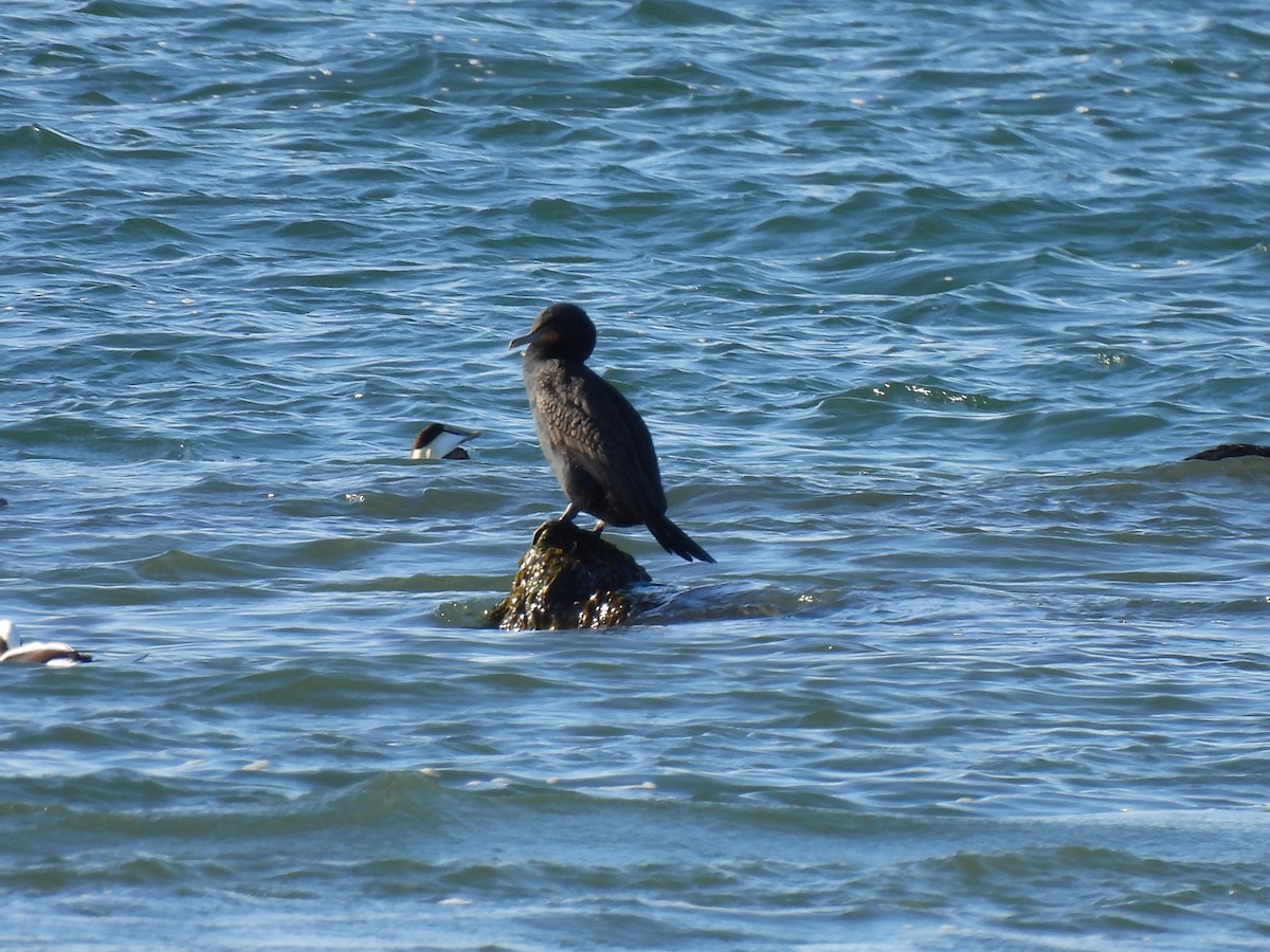 Double-crested Cormorant - ML615514918