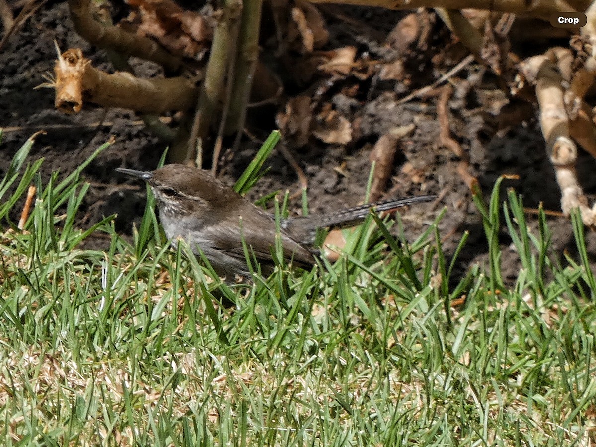 Bewick's Wren (mexicanus Group) - Willeke and Frits Bosveld - van Rijn