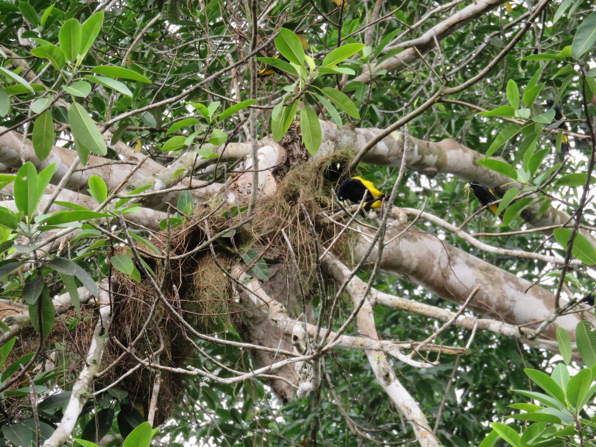 Yellow-rumped Cacique (Amazonian) - ML615514961