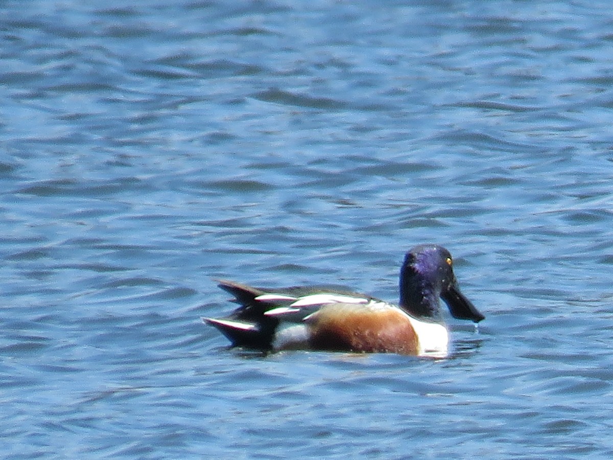 Northern Shoveler - ML615514977