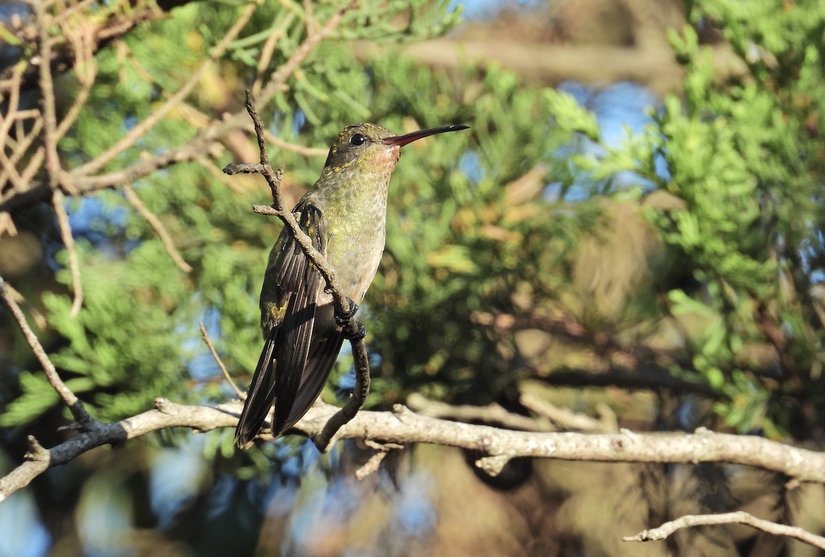Gilded Hummingbird - ML615514996