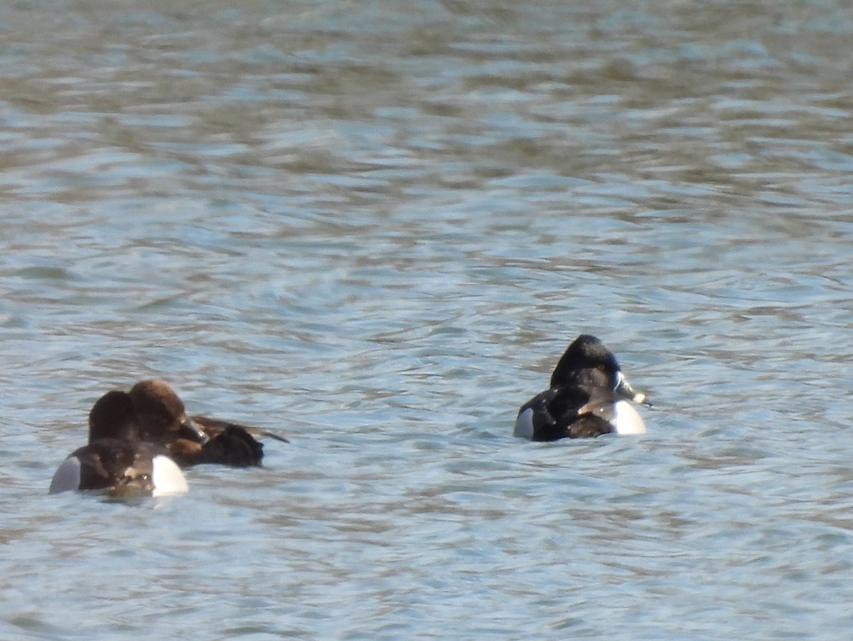 Ring-necked Duck - ML615515002