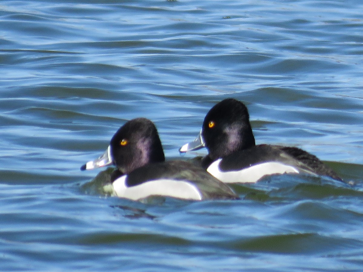 Ring-necked Duck - ML615515003