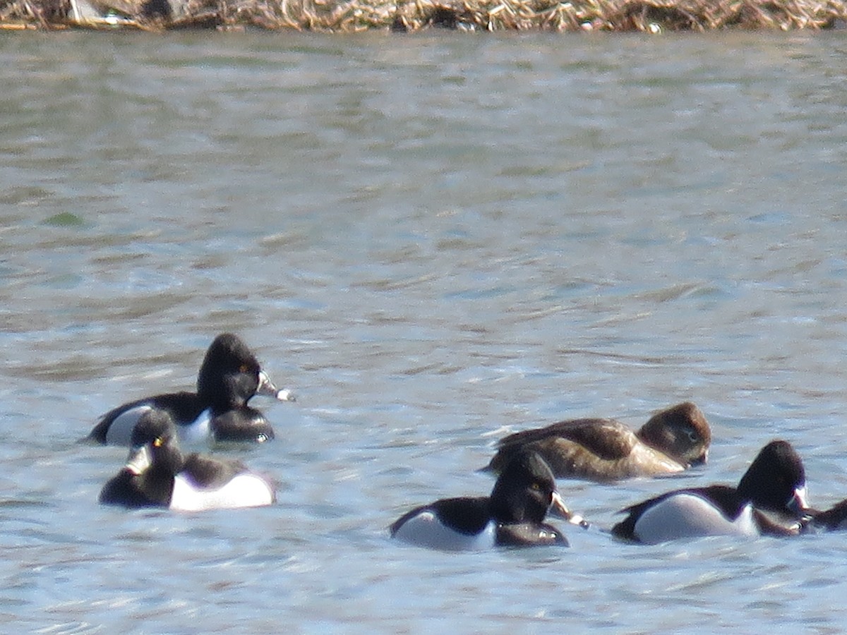 Ring-necked Duck - ML615515005