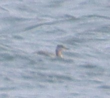 Red-necked Grebe - Bart Westgeest