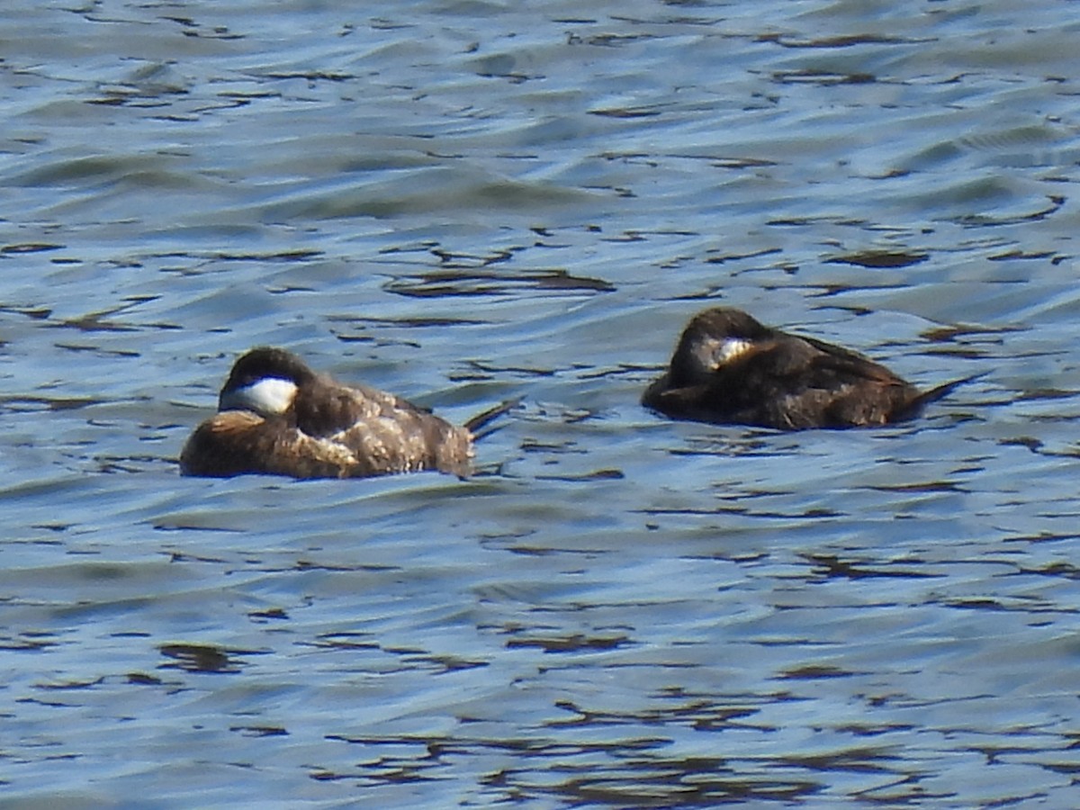 Ruddy Duck - ML615515045